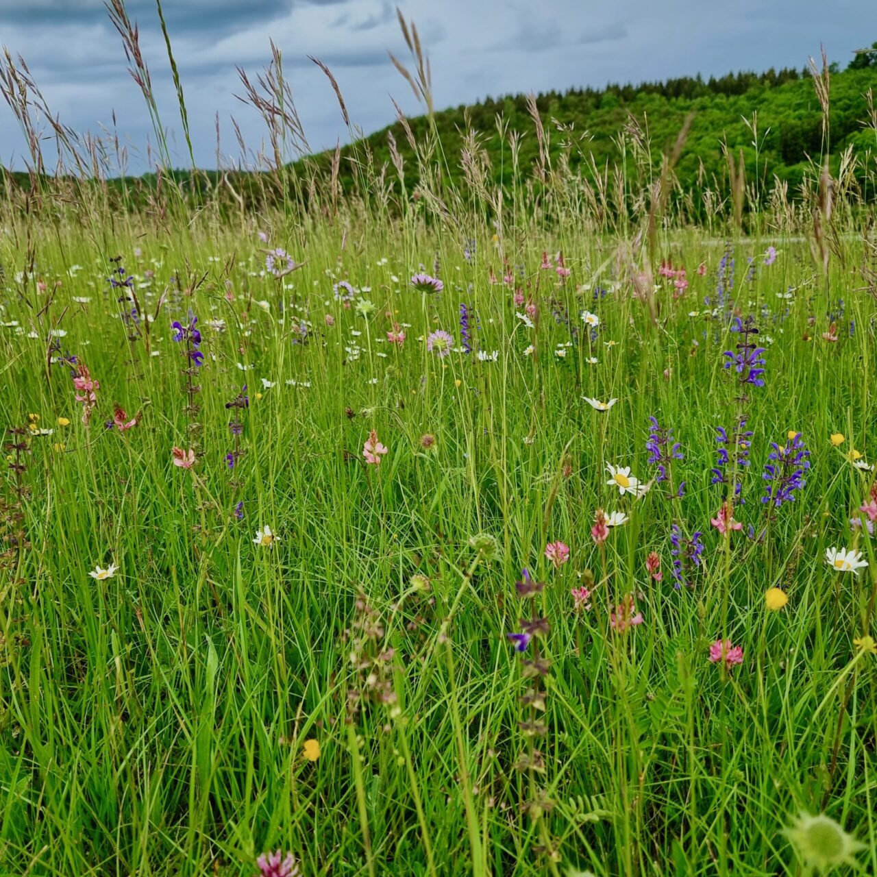 Bio Ochsenfleischpaket 5kg – Bild 8