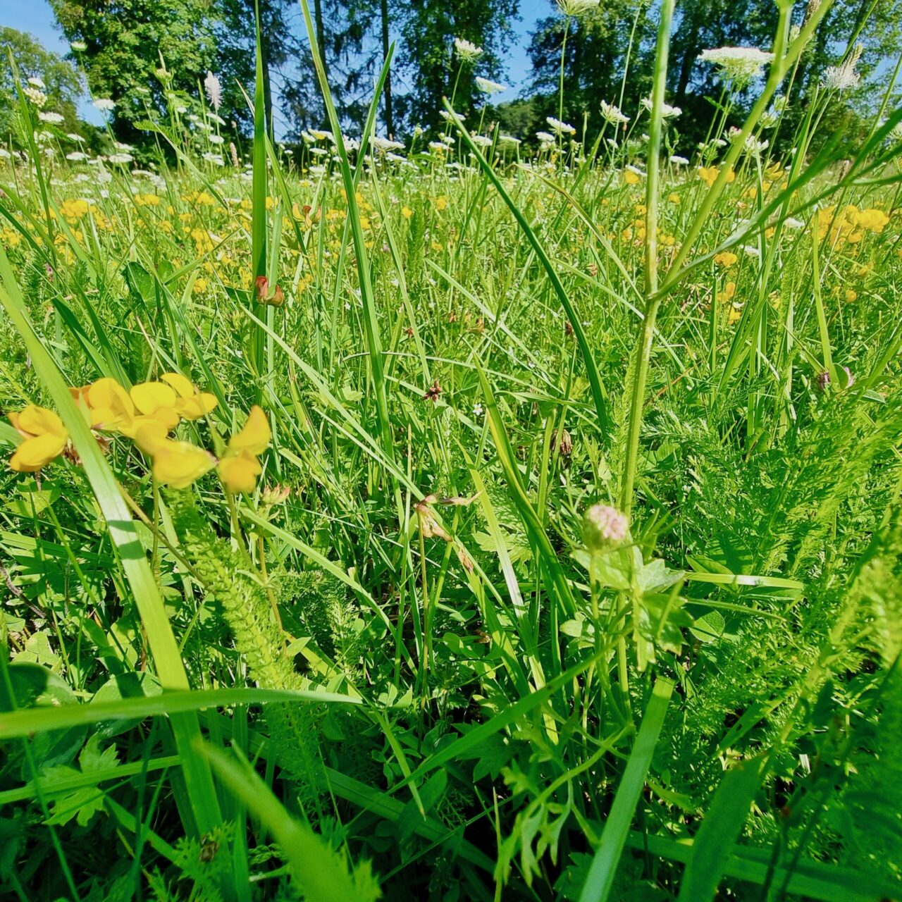 Bio Ochsenfleischpaket 5kg – Bild 9