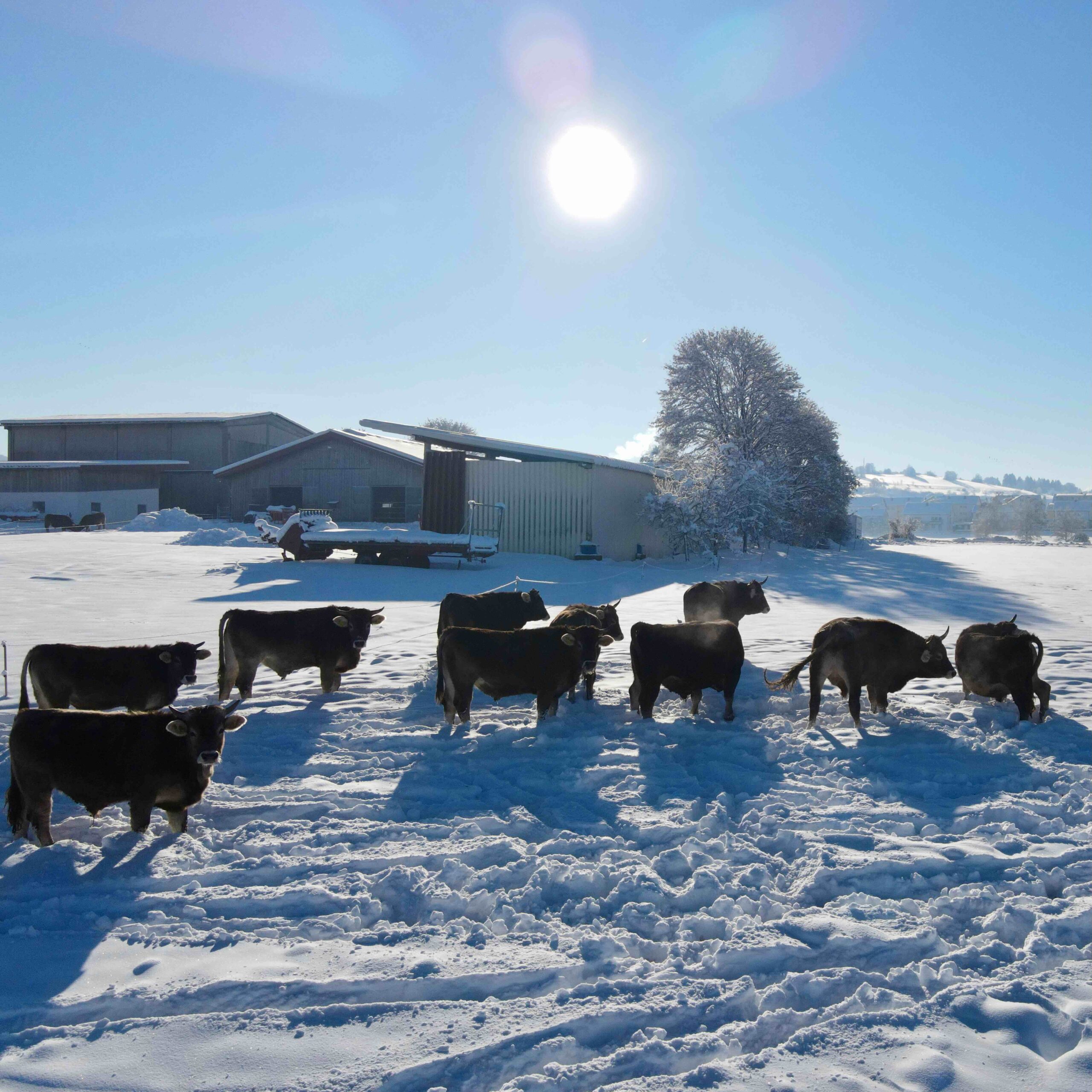 Bio Ochsenfleischpaket 5kg – Bild 10