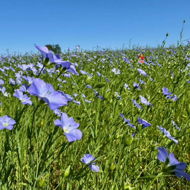 Weibler´s Bio Lein in der Blüte auf dem Feld im Biosphärengebiet Schwäbische Alb bei Münsingen