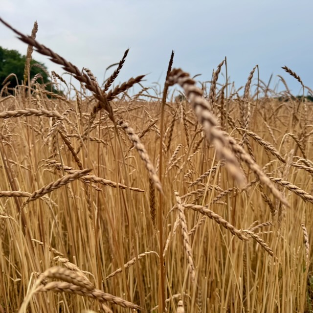 Bio Oberkulmer Rotkorn UrDinkelmehl Typ 630 – Bild 2
