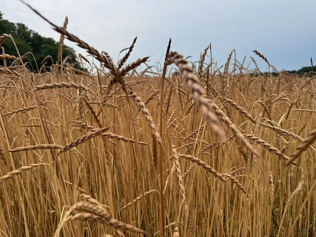 Bio Oberkulmer Rotkorn UrDinkelmehl Typ 630 – Bild 2