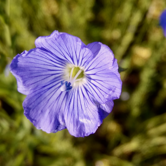 Weibler´s Bio Lein in der Blüte auf dem Feld im Biosphärengebiet Schwäbische Alb bei Münsingen