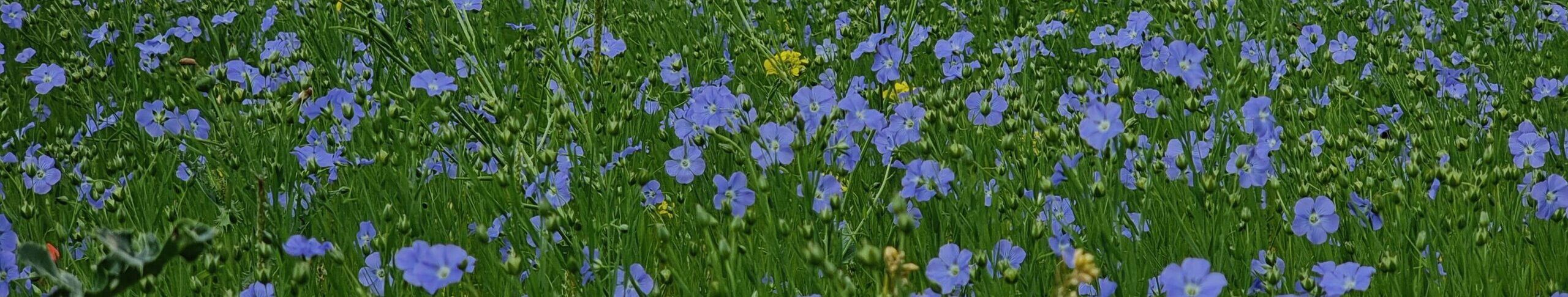 Bio Leinsamen & -öl