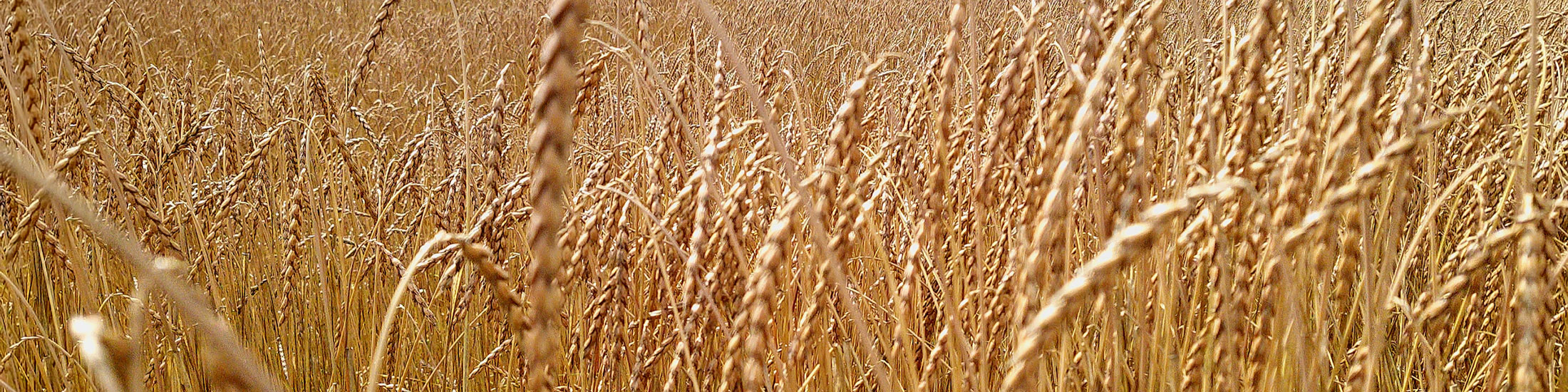 Bio Oberkulmer Rotkorn UrDinkel