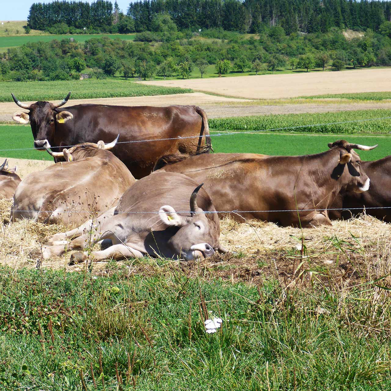 Bio Ochsenfleischpaket 5kg – Bild 7