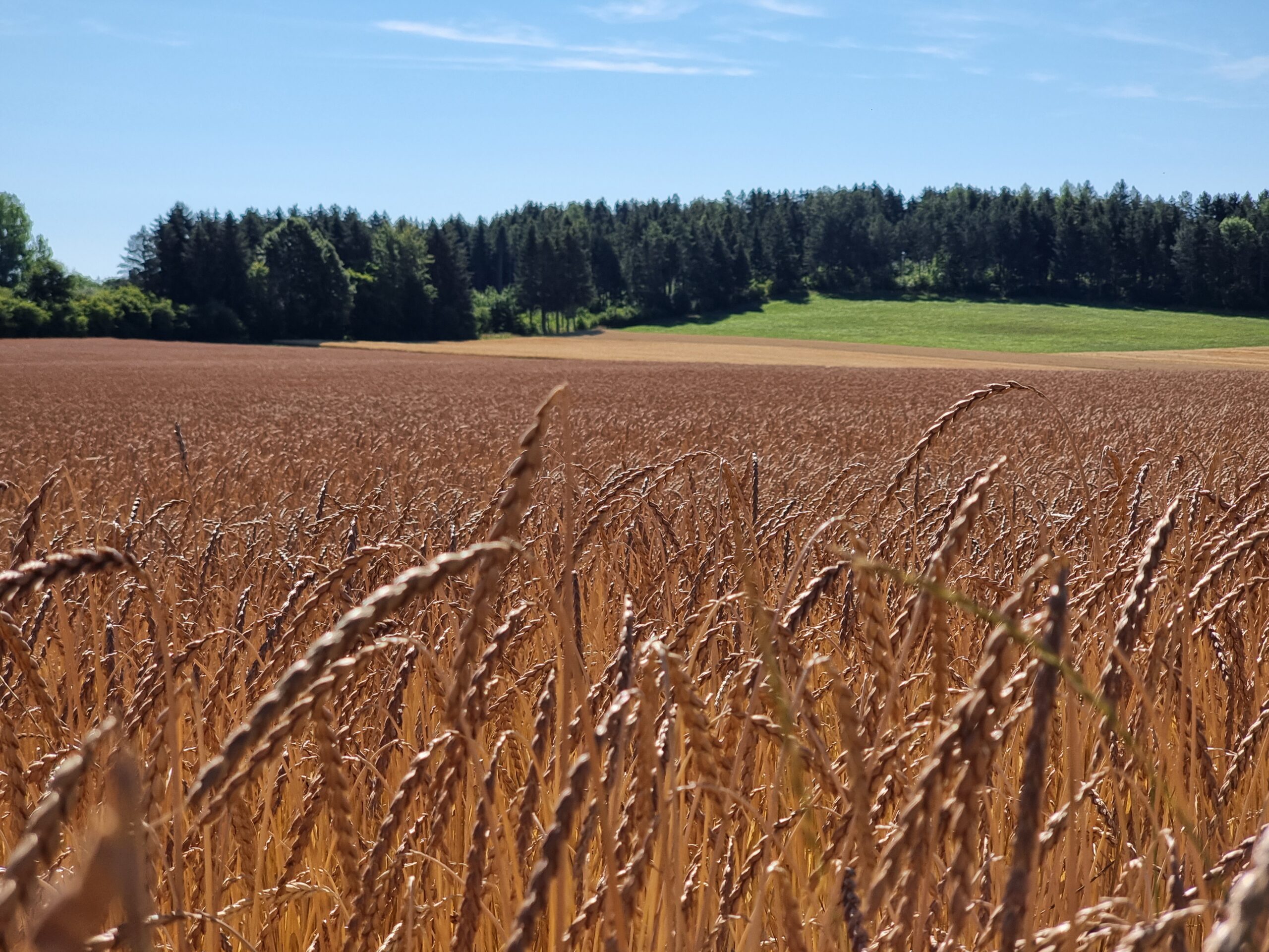 Bio Oberkulmer Rotkorn UrDinkel