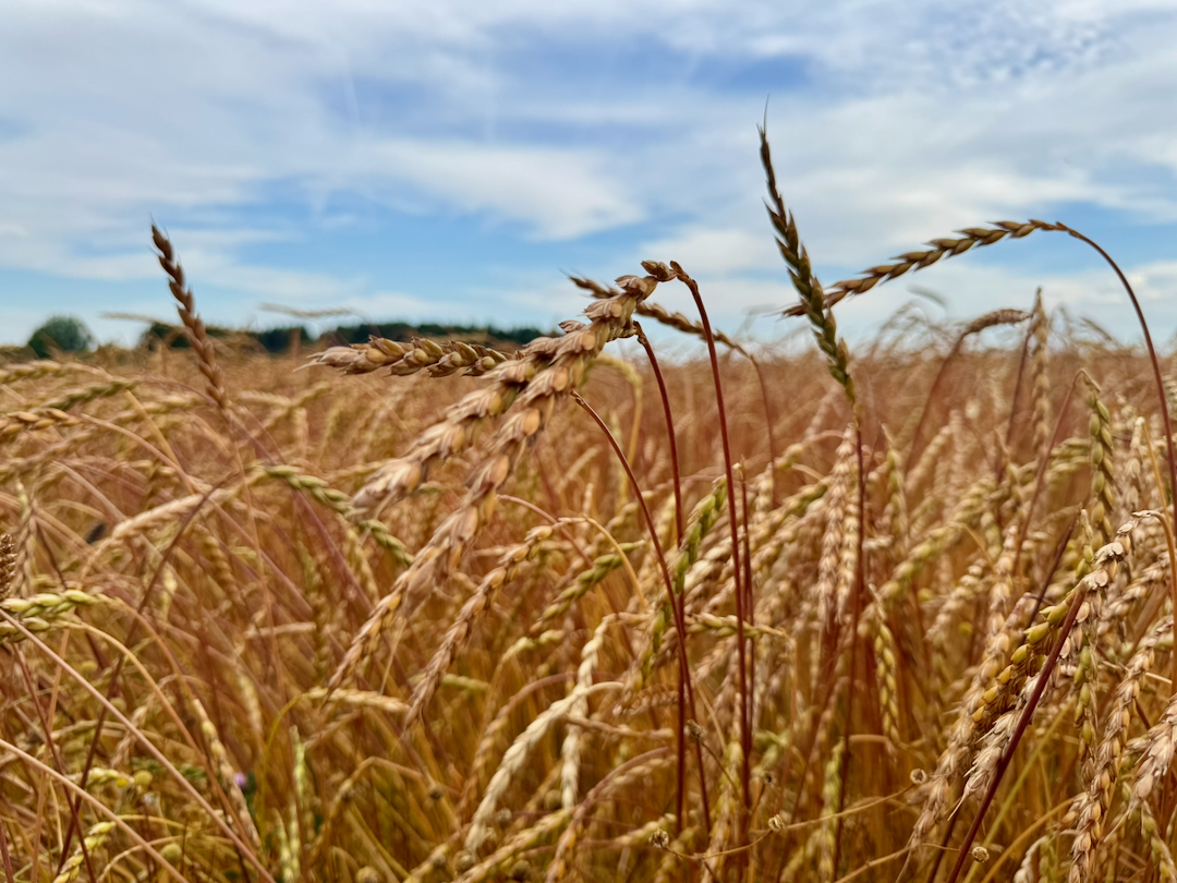 Weibler´s UrDinkel (Oberkulmer Rotkorn) auf einem Feld bei Münsingen