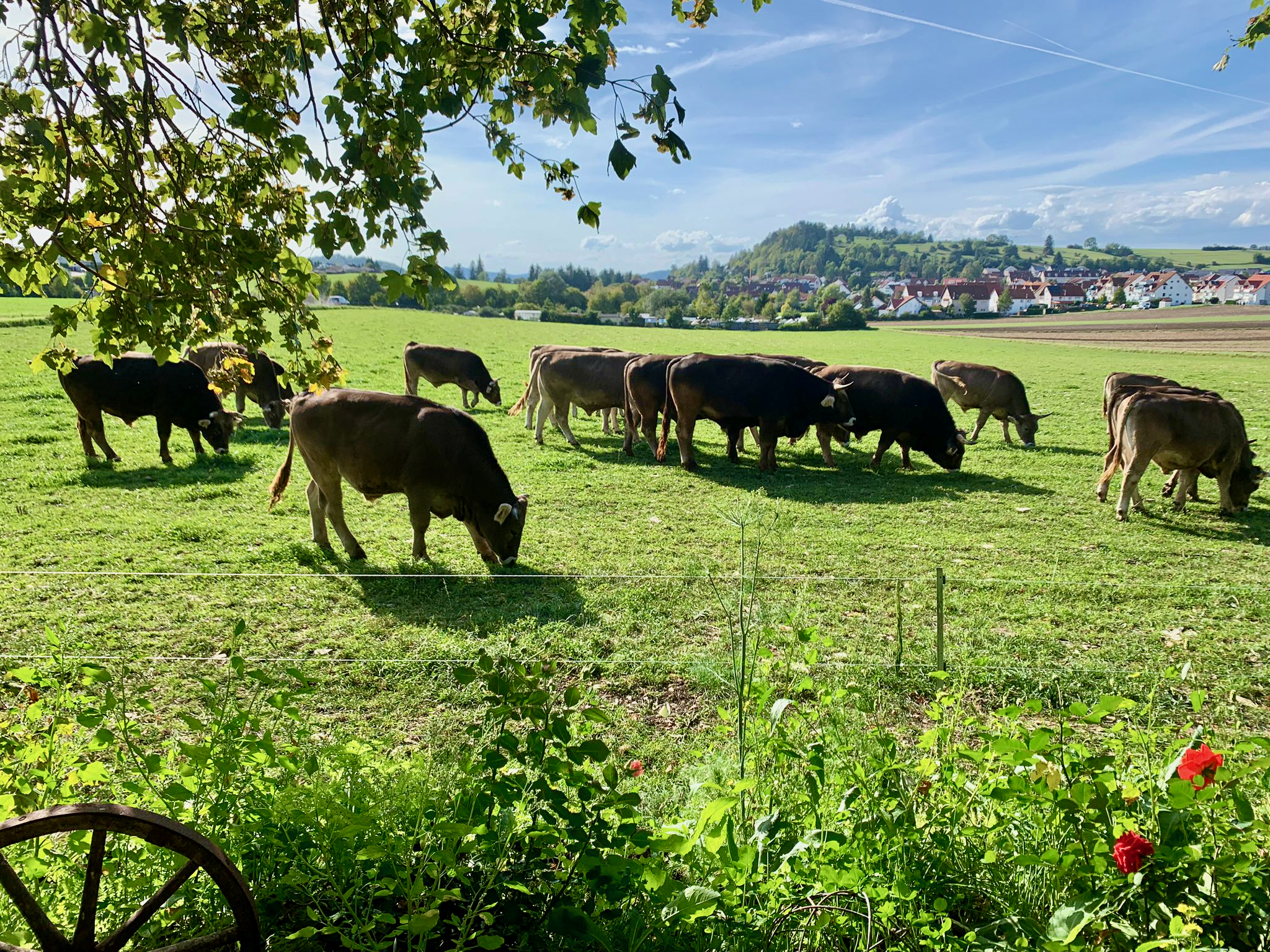 Weibler´s Ochsen auf der Weide im Biosphärengebiet Schwäbische Alb bei Münsingen