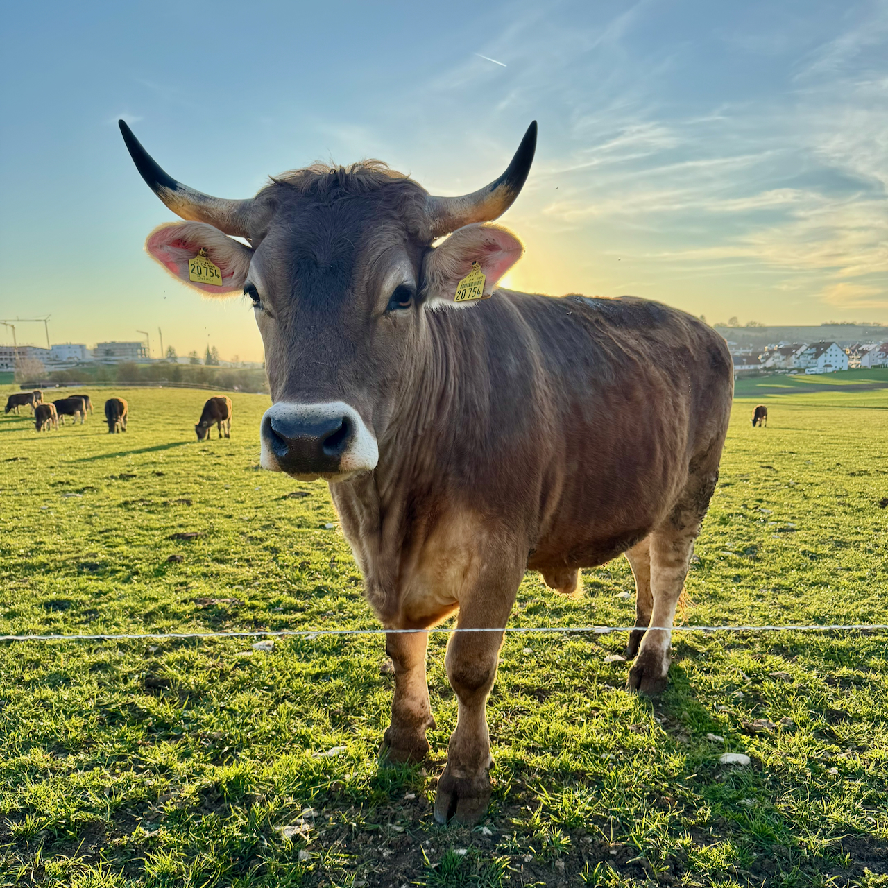 Weibler´s Ochsen auf der Weide im Biosphärengebiet Schwäbische Alb bei Münsingen