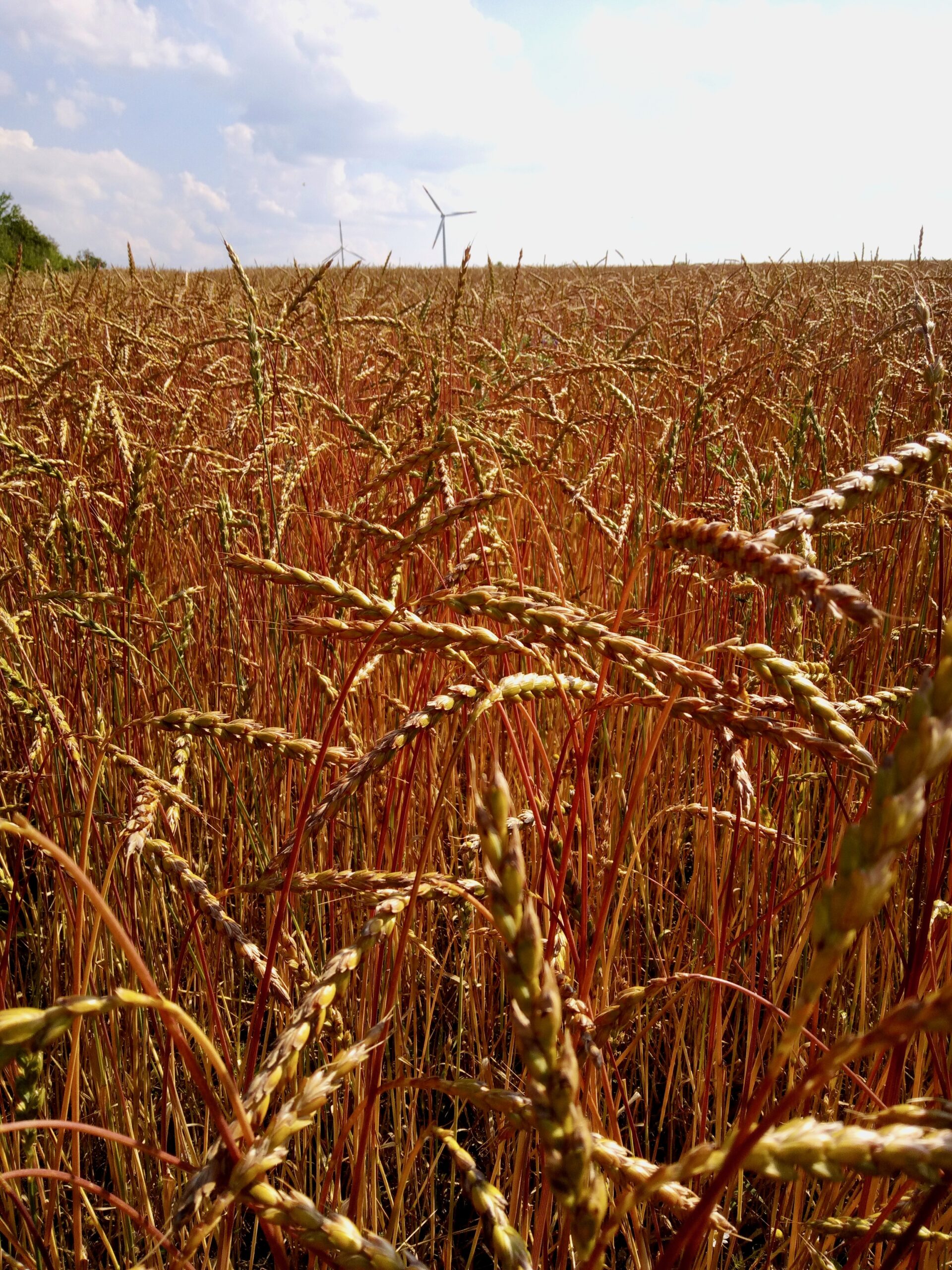 Weibler´s Bio Oberkulmer Rotkorn UrDinkel auf einem Feld im Biosphärengebiet Schwäbische Alb bei Münsingen