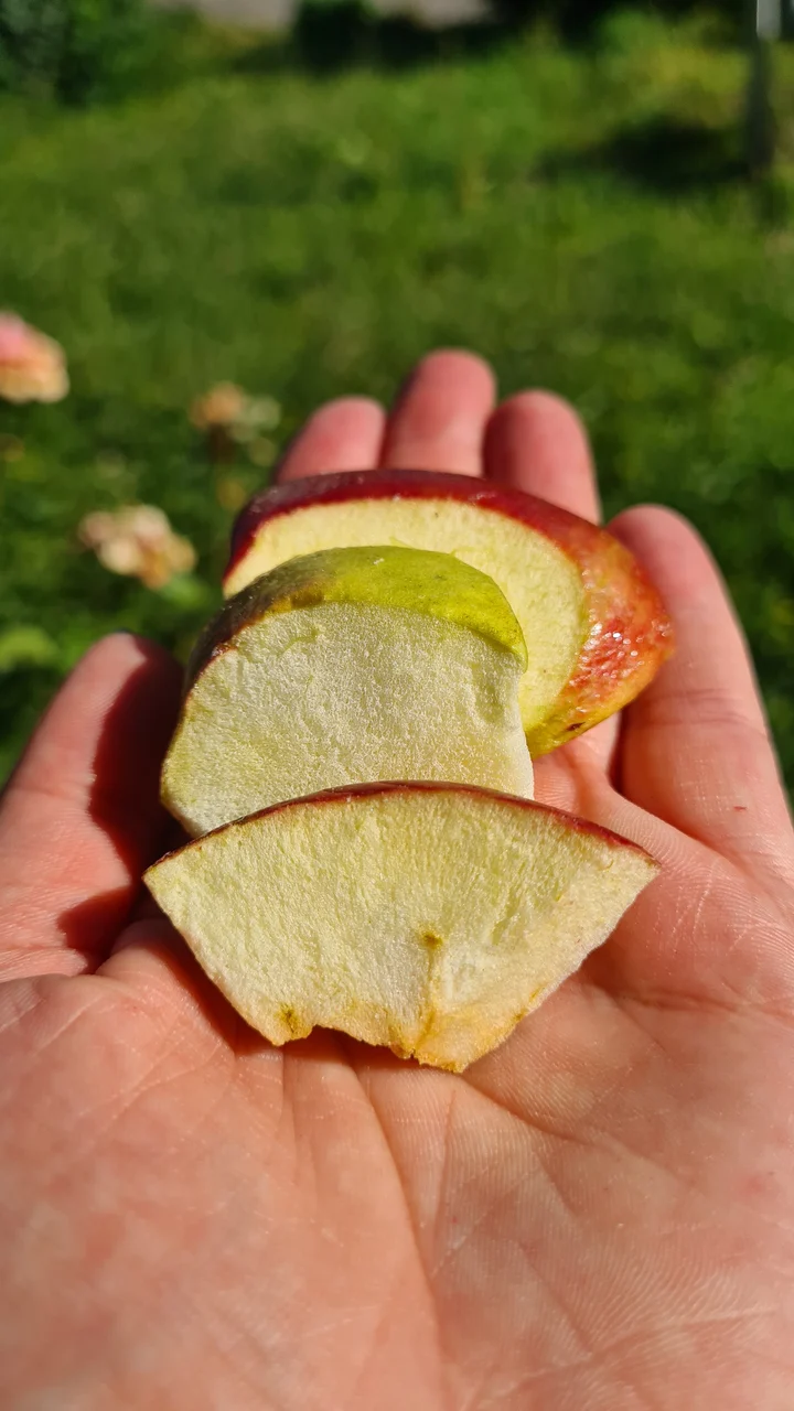 Bio FRED´s gefriergetrocknete Äpfel – Bild 3